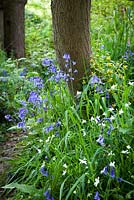 Bluebells in a wood near Sissinghurst with stitchwort and archangel. Hyacinthoides non-scripta