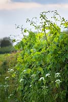 Hop shoots in hedge. Humulus lupulus