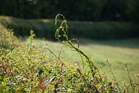  Tamus communis - Black Bryony shoots in hedge near Perch Hill.