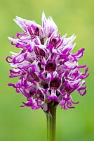 Orchis simia - Monkey Orchid. 