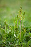 Listera ovata - Twayblade Orchid. 