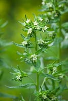 Lithospermum officinale - Common Gromwell. 