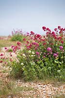 Centranthus ruber - Red Valerian on the beach at Dungeness. 