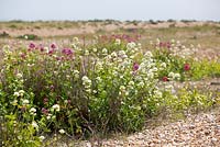 Centranthus ruber - Red Valerian on the beach at Dungeness. 