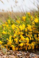 Cytisus scoparius  - Broom growing wild on the beach at Dungeness