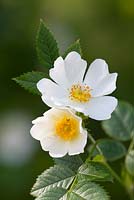  Rosa arvensis. - Wild Field Rose.