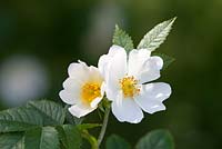 Rosa arvensis. Wild Field Rose. 