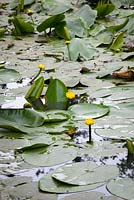 Native Yellow Water-Lily. Nuphar lutea