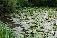 Nuphar lutea - Yellow Water-Lily growing in a pond in Kent. 