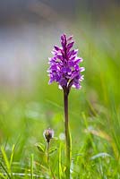 Dactylorhiza fuchsii subsp. fuchsii - Common Spotted Orchid, Harris, Outer Hebrides.
