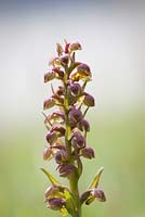 Coeloglossum viride syn. Dactylorhiza viridis - Frog Orchid, Long-Bracted Green Orchid 