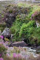 Honeysuckle growing wild by a river, South Harris, Outer Hebrides. Lonicera periclymenum