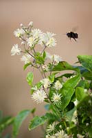 Clematis vitalba - Bee landing on Travellers Joy. 