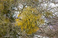 Viscum album - Mistletoe growing on fruit trees in an orchard in Worcestershire.