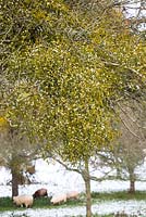 Viscum album - Mistletoe growing on fruit trees on a snowy winter's day in an orchard in Worcestershire. 
