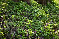 Viola odorata - Sweet Violet growing on a grassy bank. 
