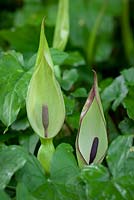 Arum maculatum. Lords and ladies growing wild at the edge of a woodland. Cuckoo Pint, Parson in the Pulpit.  