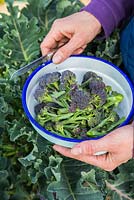 Harvesting Broccoli 'Early Purple Sprouting'