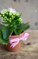 Kalanchoe planted in terracotta pot with ribbon