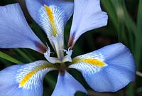 Iris unguicularis close up of flower