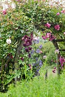 Pergola with Alcea, Clematis and Rosa