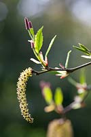 Alnus viridis in spring - Male and female catkins 