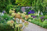 Angelica and delphiniums in the Walled Garden, Highgrove July 2013. 