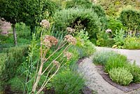 Angelica in the Walled Garden, Highgrove July 2013. 