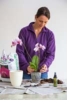 Adding fresh Orchid compost. 