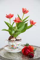 Floral display of Tulipa and Ranunculus