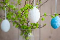 Decorated chicken eggs hanging from Hawthorn branches