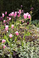 Actaea simplex 'Brunette', Tulipa 'China Pink' 6, Tulipa 'Queen of Night' 5