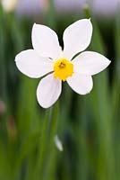 Narcissus 'White Lady' 3 x incomparabilis