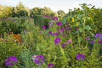 Part of the garden planted with annuals; Cleome spinosa, Tagetes, Helichrysum, Zinnia, Helianthus, Centaurea cyanus cornflower, Nigella damascena.
