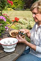 Woman 'topping and tailing' gooseberries ready for cooking, whilst seated at garden table