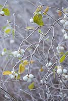 Symphoricarpos albus berries with frost