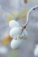 Symphoricarpos albus berries with frost