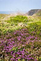 Erica cinerea - Bell Heather growing on top of the cliffs at The Lizard. 