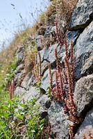  Umbilicus rupestris - Navelwort, Wall pennywort, growing wild in a wall on The Lizard, Cornwall.