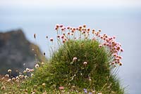 Armeria maritima - Thrift, Sea Pink on cliffs at The Lizard peninsula, Cornwall. 