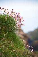  Armeria maritima - Thrift, Sea Pink on cliffs at The Lizard peninsula, Cornwall.