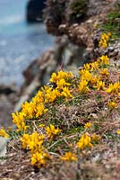  Genista tinctoria ssp littoralis - Prostrate form of Dyer's Greenweed growing on cliffs at the Lizard.