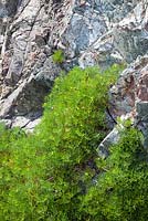  Crithmum maritimum - Rock Samphire growing on cliffs at The Lizard Peninsula, Cornwall.