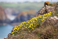 Lotus corniculatus - Bird's-foot trefoil on the cliffs at The Lizard Peninsula, Cornwall. 