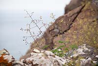 Thalictrum minus - Lesser Meadow-rue growing on cliffs at The Lizard Peninsula, Cornwall. 