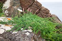 Asparagus prostratus - Wild Asparagus growing on cliffs on The Lizard Peninsula, Cornwall. 