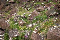Wildflowers growing on cliffs at The Lizard Peninsula, Cornwall