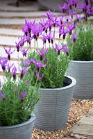 Lavandula stoechas - French lavender, Spanish lavender  growing in galvanised metal pots at the RHS Chelsea Flower Show 2013