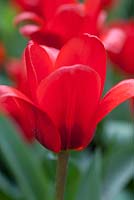 Tulipa 'Showwinner' 12