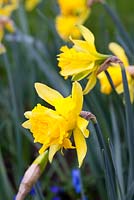 Narcissus pseudonarcissus 'Telamonius Plenus' 4 syn. 'Van Sion